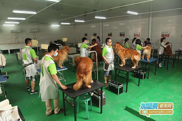 宠物美容培训学校加盟门店