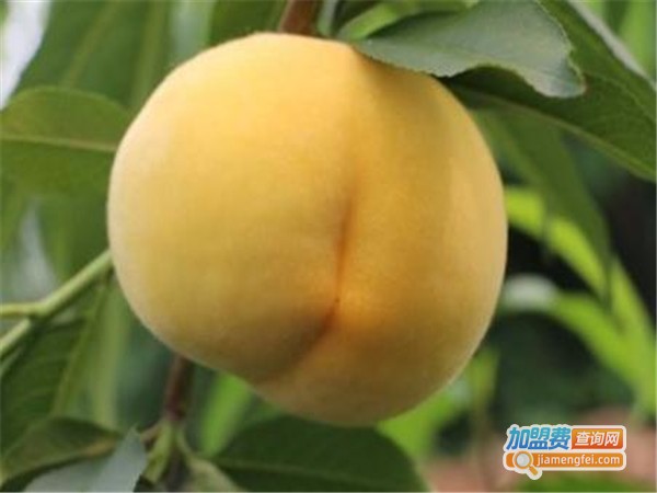 凯业绿然食品加盟费