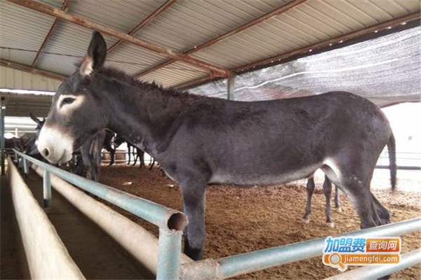 驴养殖加盟费