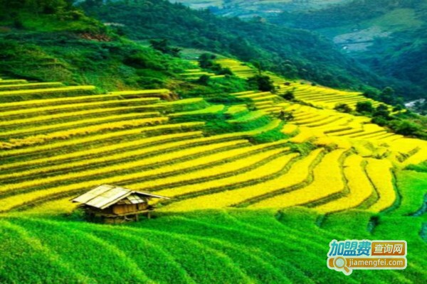 大别山茶加盟费