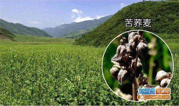 降山高苦荞植物饮料加盟费