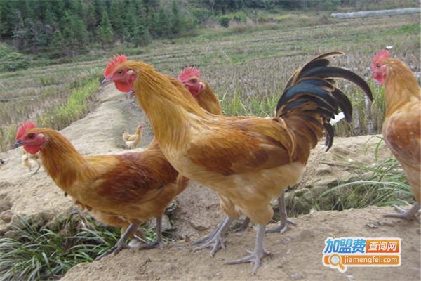 一海童子鸡加盟费