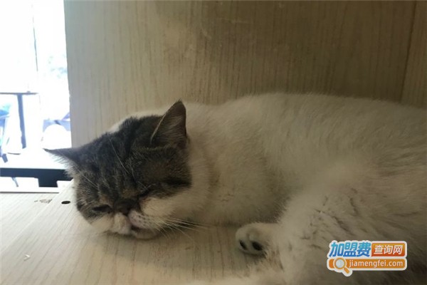 墙墙猫咖啡馆
