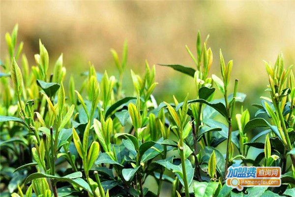 坂洋红茶业