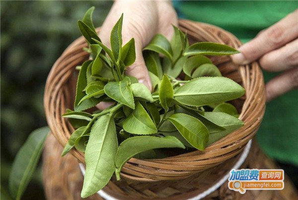 这春来茶馆
