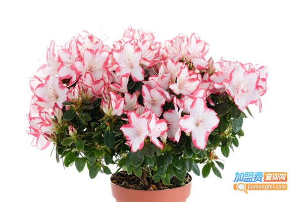 思美仿真花加盟费