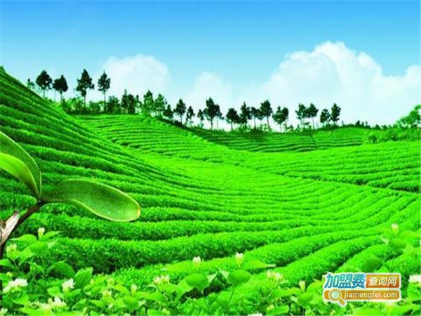 安吉茶加盟门店