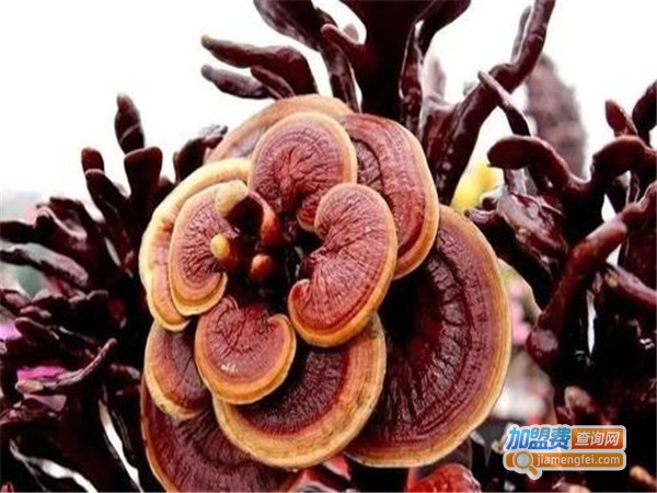 利华灵芝保健品加盟门店