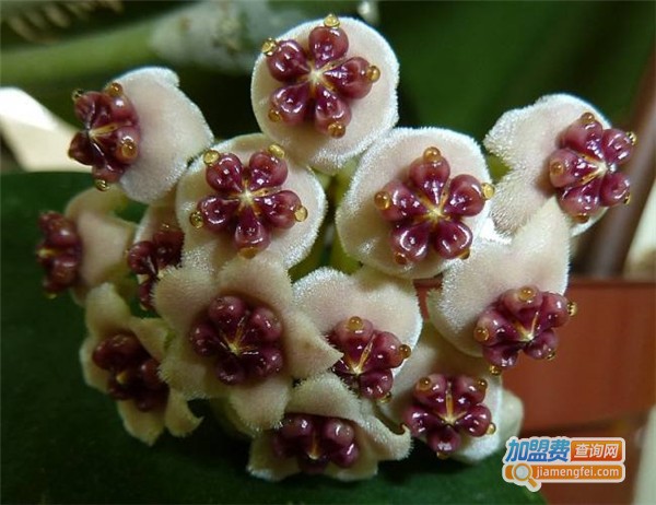 心叶家居饰品加盟费