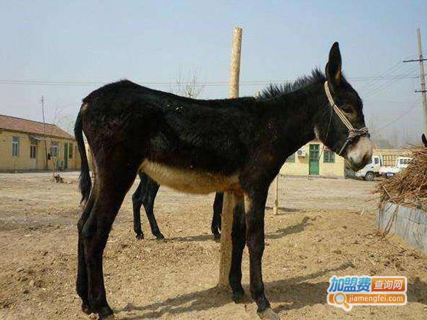 康驴助养驴加盟费