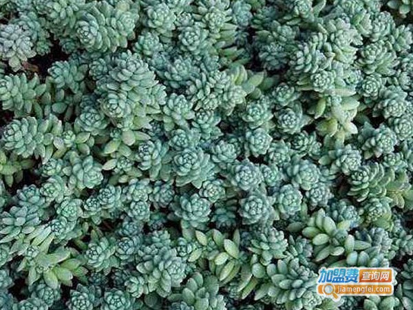 璇叶中药除甲醛加盟费