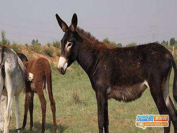 康驴助养驴加盟费