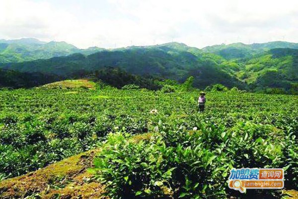 心和合茶业加盟