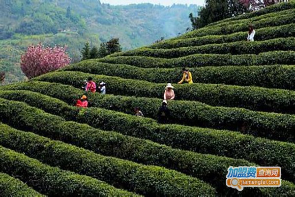 心和合茶业加盟费