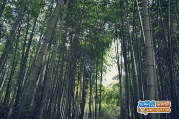 天沐良竹园艺加盟费