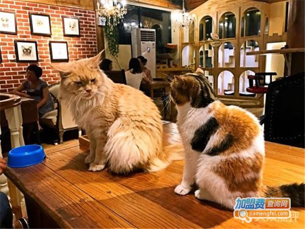 猫小院猫主题餐厅