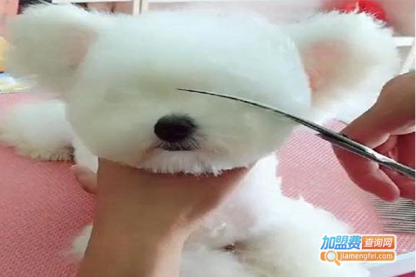 天宠宠物店加盟费多少？
