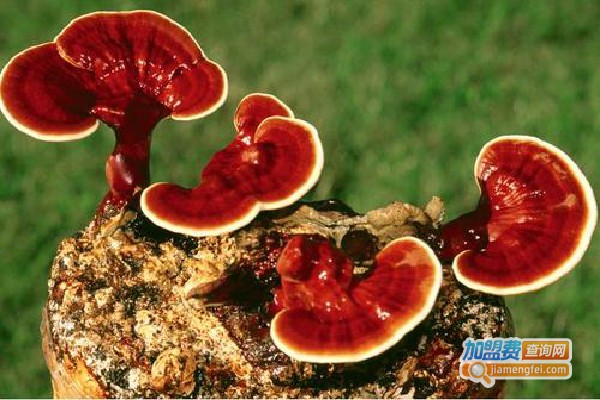 冠生灵芝加盟费