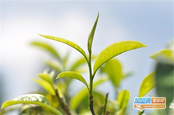 神农茶叶