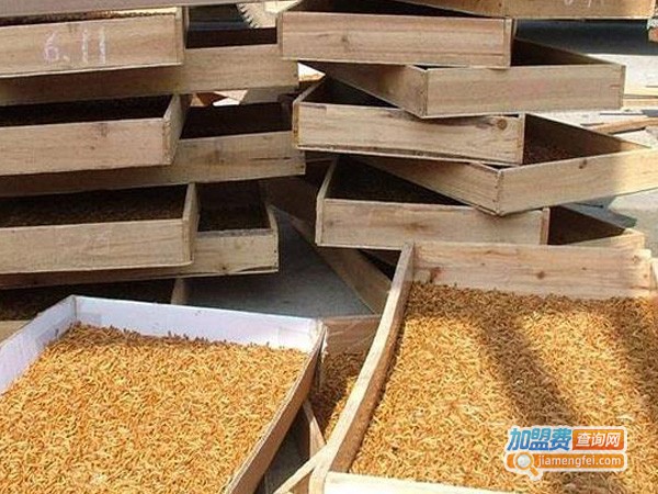捷迈特黄粉虫养殖加盟费
