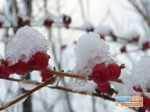 坤葆养生加盟费