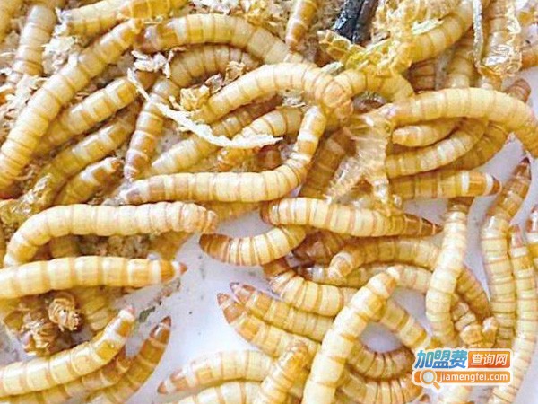 捷迈特黄粉虫养殖加盟费