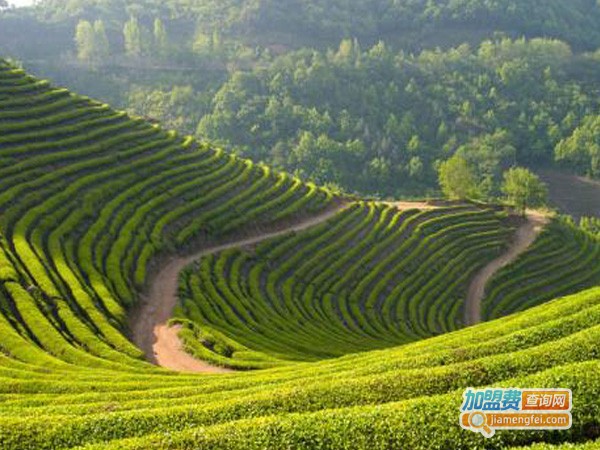 名山茶叶加盟