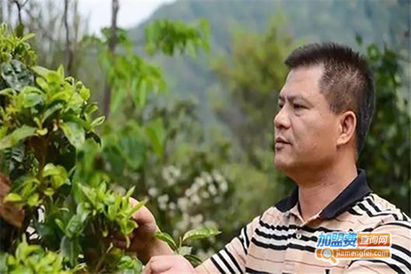 今大福茶叶