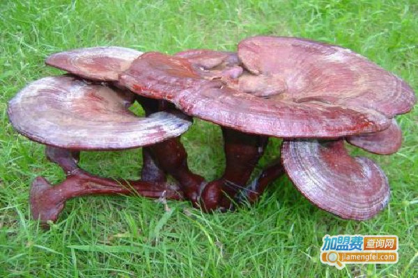 冠生灵芝加盟费