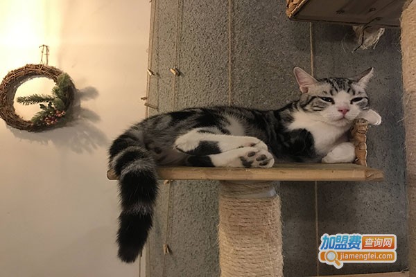 cappucimeow猫咪咖啡馆