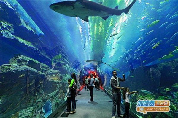 轩海金鱼缸加盟费