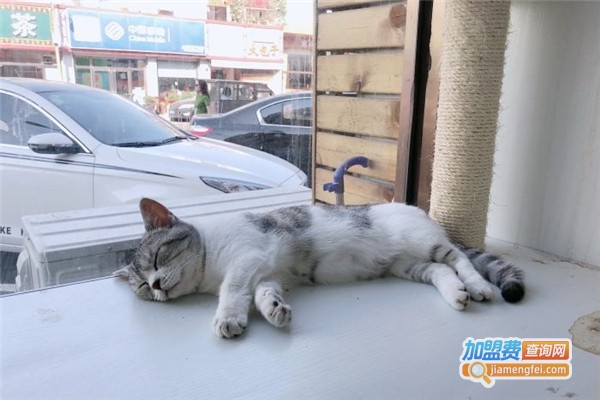 猫小咖猫主题咖啡厅