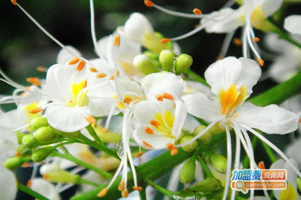 叶叶菩提花加盟费