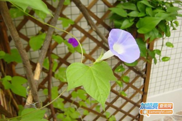 叶叶菩提花加盟费