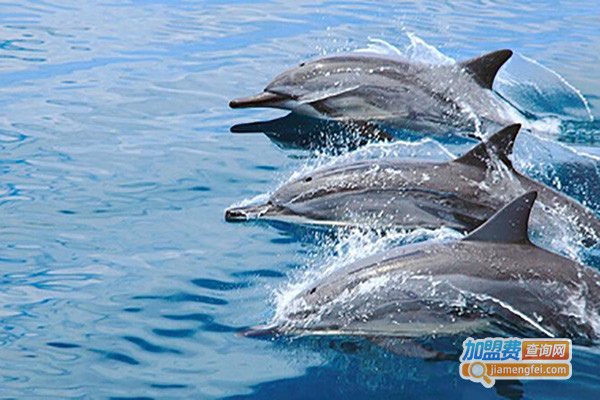 鲸探号少儿科学院加盟费