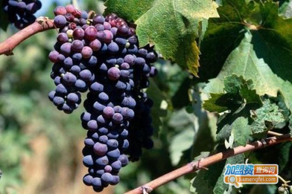 富豪葡萄酒加盟