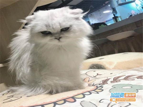 萌季猫咪咖啡馆