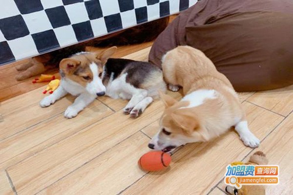 柴柯夫斯基柯基主题咖啡厅加盟门店