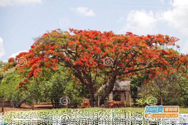 凤凰木画室加盟门店