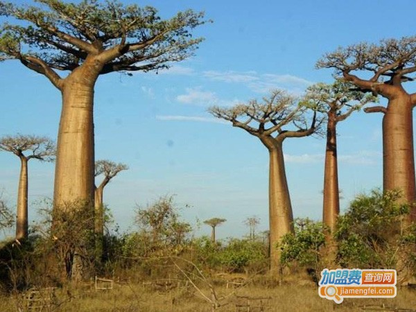 七棵树教育加盟费