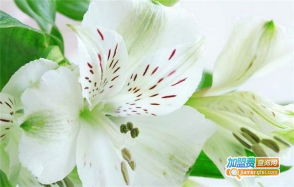 明辉美术学校加盟费