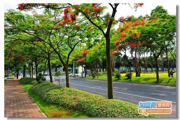 凤凰木画室加盟门店