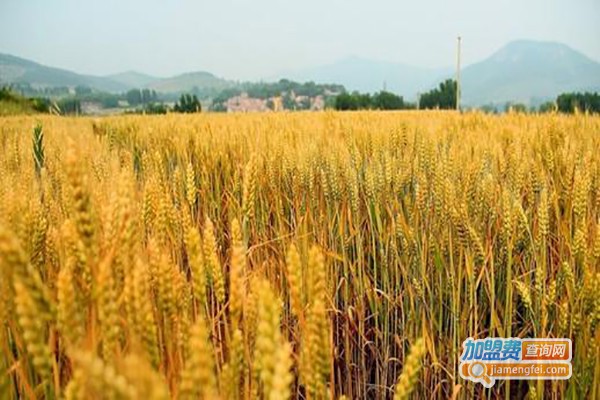 一路麦香加盟费