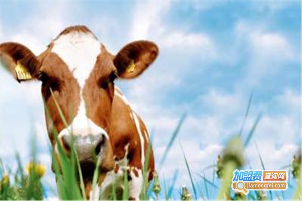 乐享牧场鲜奶吧加盟费