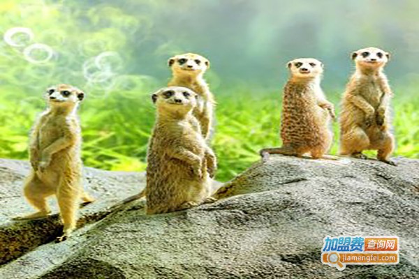 李景众美术加盟费