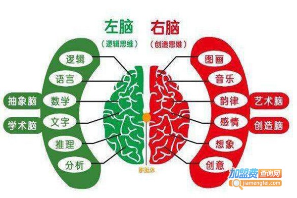 圣麟翔全脑开发加盟费