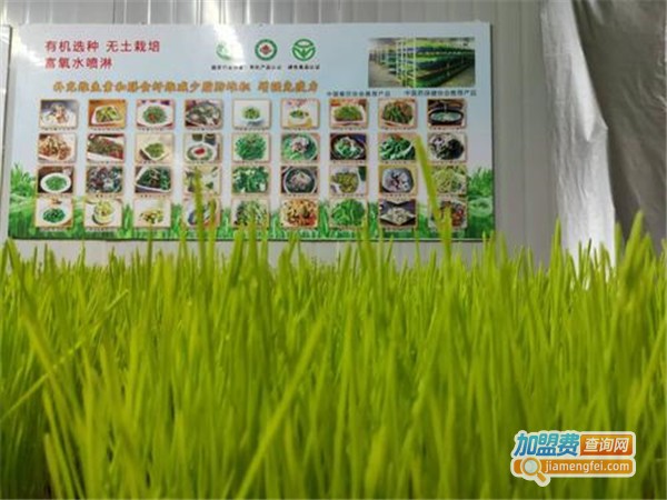 豌豆苗艺术加盟门店