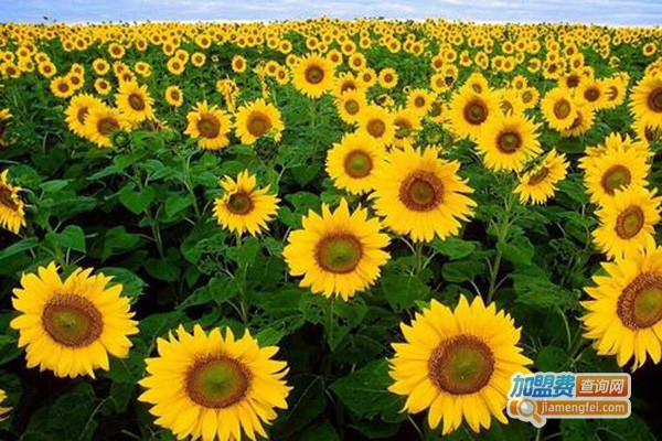 向日葵午托加盟门店