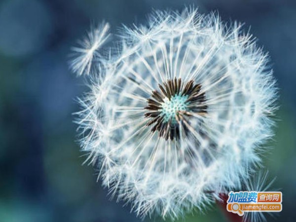 蒲公英艺术培训中心加盟费