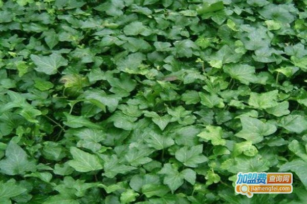 常青藤高效学习法加盟费